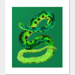 serpent,cobra,reptile,viper,venom,lizard,rattlesnake,king cobra Posters and Art